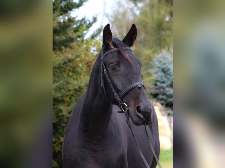 Anglo-Arab Gelding 5 years 15,3 hh Smoky-Black in Santok