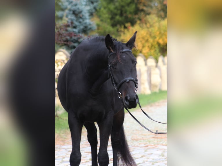 Anglo-Arab Gelding 5 years 15,3 hh Smoky-Black in Santok