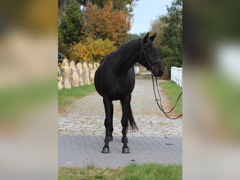 Anglo-Arab Gelding 5 years 15,3 hh Smoky-Black in Santok