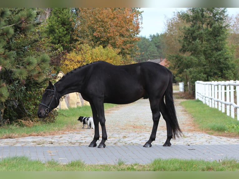 Anglo-Arab Gelding 5 years 15,3 hh Smoky-Black in Santok