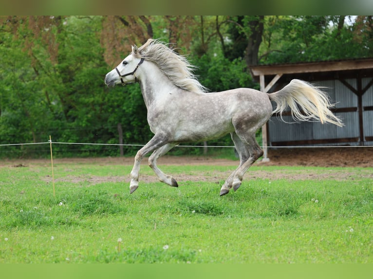 Anglo-Arab Gelding 5 years 15 hh Grey-Dapple in Rehfelde WerderPrötzel