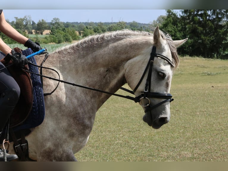 Anglo-Arab Gelding 5 years 15 hh Grey-Dapple in Rehfelde WerderPrötzel
