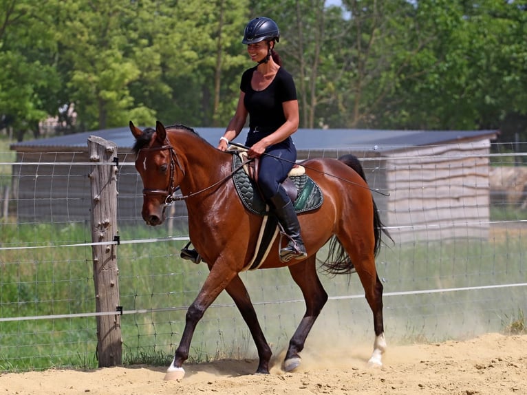 Anglo-Arab Gelding 5 years 15,1 hh Bay in P&#xE9;r