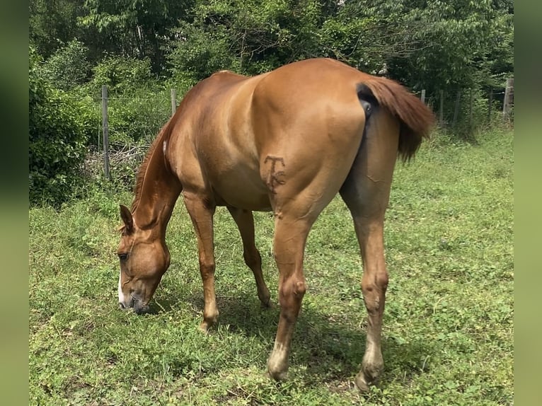 Anglo-Arab Gelding 5 years 15,2 hh Chestnut-Red in Arles