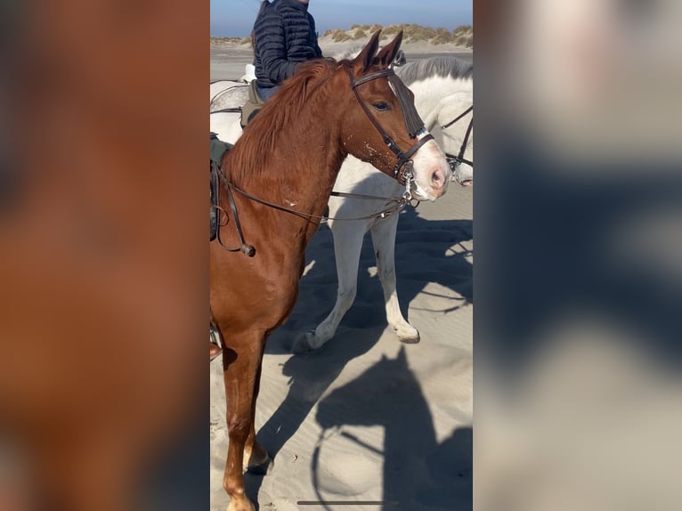 Anglo-Arab Gelding 5 years 15,2 hh Chestnut-Red in Arles