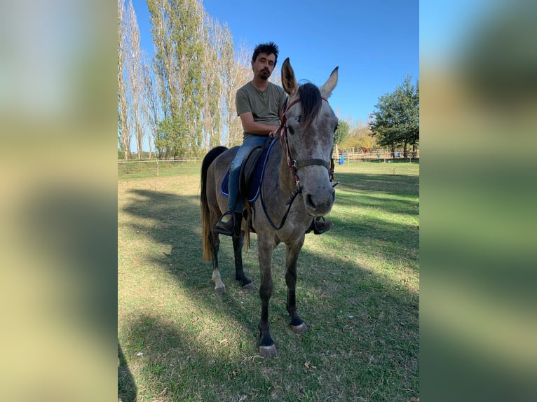 Anglo-Arab Gelding 5 years 15,2 hh Grey in Villeneuve-l&#xE8;s-B&#xE9;ziers