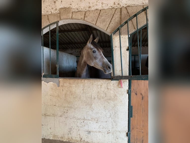 Anglo-Arab Gelding 5 years 15,2 hh Grey in Villeneuve-l&#xE8;s-B&#xE9;ziers