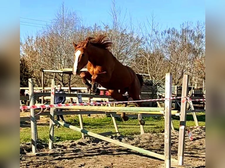 Anglo-Arab Gelding 5 years 16,2 hh Chestnut-Red in Capannori