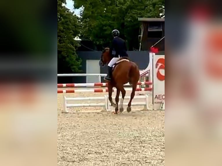 Anglo-Arab Gelding 5 years 16,2 hh Chestnut-Red in Capannori