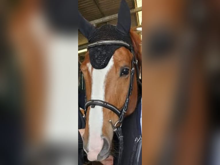 Anglo-Arab Gelding 5 years 16,2 hh Chestnut-Red in Capannori