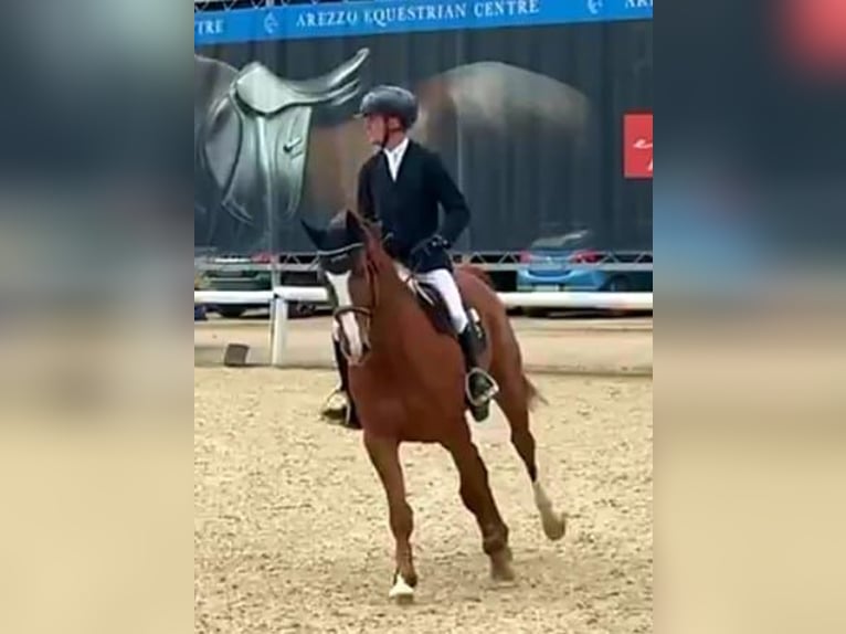 Anglo-Arab Gelding 5 years 16,2 hh Chestnut-Red in Capannori