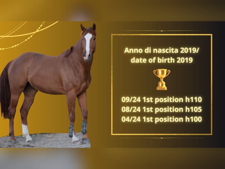 Anglo-Arab Gelding 5 years 16,2 hh Chestnut-Red in Capannori