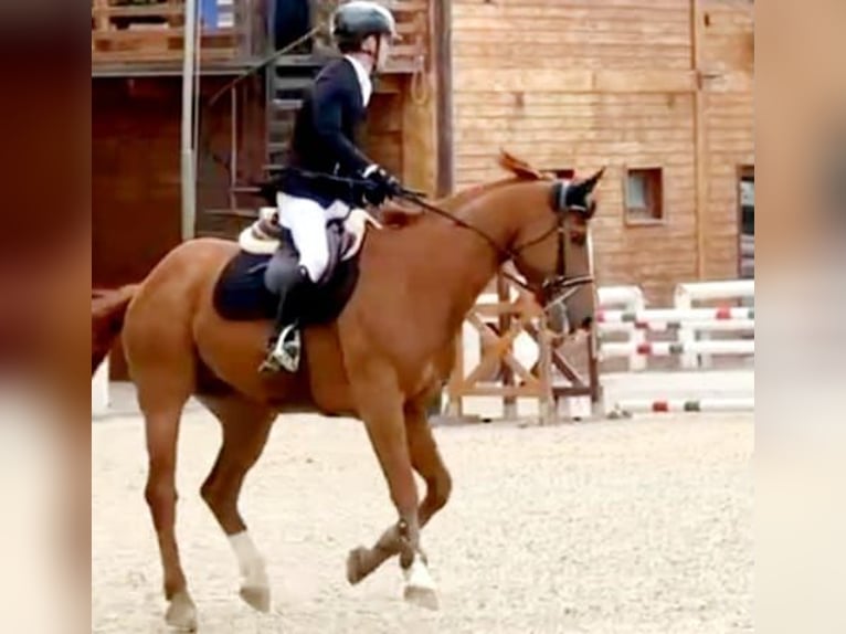 Anglo-Arab Gelding 5 years 16,2 hh Chestnut-Red in Capannori