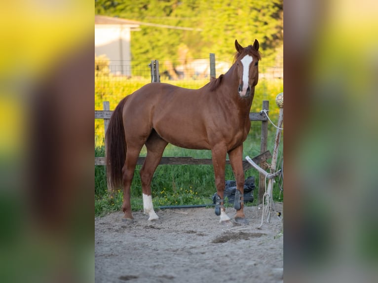 Anglo-Arab Gelding 5 years 16,2 hh Chestnut-Red in Capannori