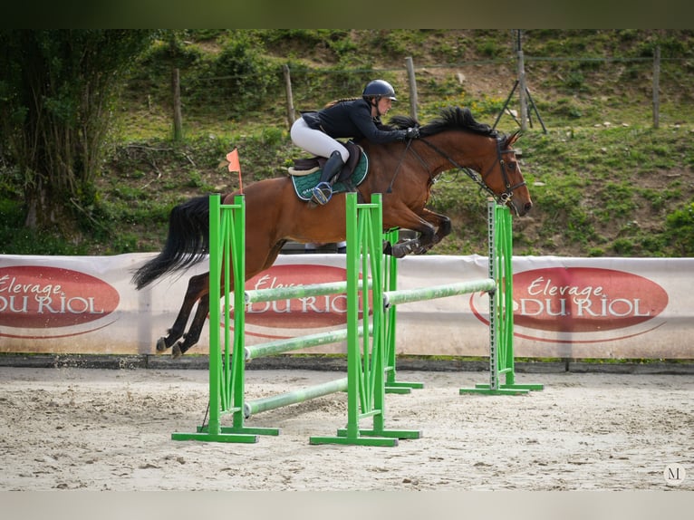 Anglo-Arab Gelding 5 years 16 hh Bay-Dark in Saint yrieix les bois