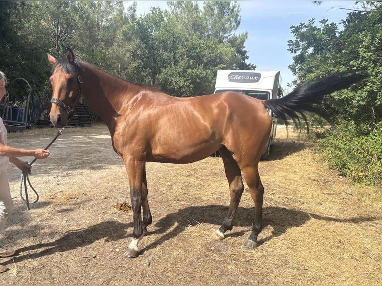 Anglo-Arab Gelding 5 years 16 hh Bay-Dark in Saint yrieix les bois