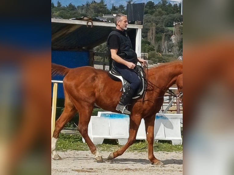Anglo-Arab Gelding 5 years 16 hh Chestnut in Galapagar