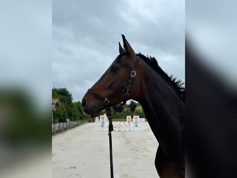 Anglo-Arab Gelding 5 years 16,2 hh Bay-Dark in VIEVY LE RAYE