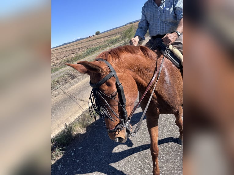 Anglo-Arab Gelding 5 years 16,2 hh Chestnut-Red in PlasenciaPlasencia