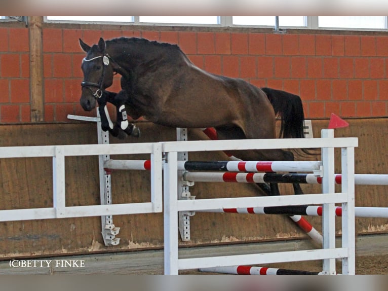 Anglo-Arab Gelding 5 years 17 hh Bay-Dark in Niederbösa