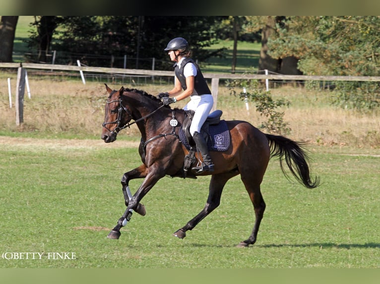 Anglo-Arab Gelding 5 years 17 hh Bay-Dark in Niederbösa