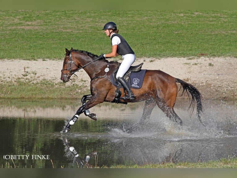 Anglo-Arab Gelding 5 years 17 hh Bay-Dark in Niederbösa