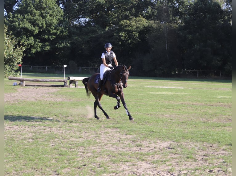 Anglo-Arab Gelding 5 years 17 hh Bay-Dark in Niederbösa