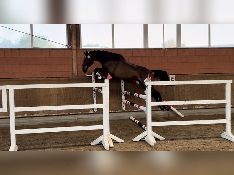 Anglo-Arab Gelding 5 years 17 hh Bay-Dark in Niederbösa