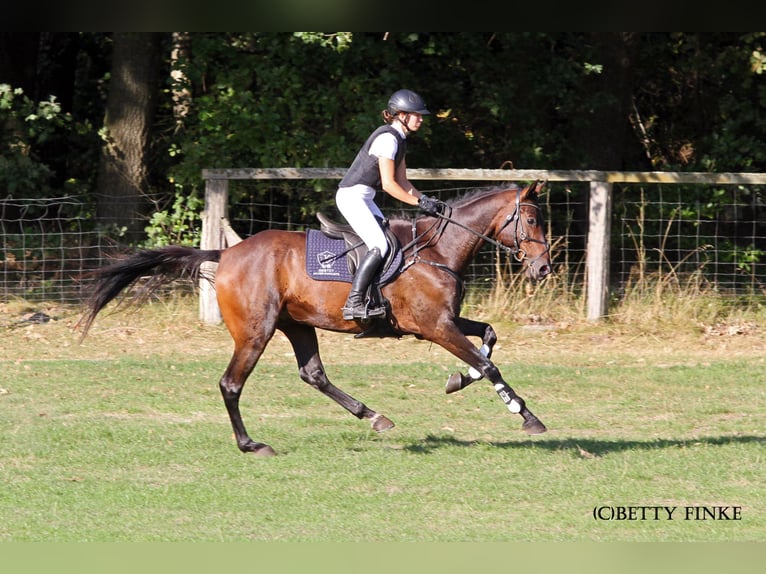 Anglo-Arab Gelding 5 years 17 hh Bay-Dark in Niederbösa