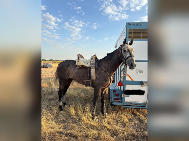 Anglo-Arab Gelding 5 years in Cuellar