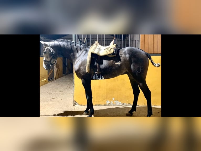 Anglo-Arab Gelding 5 years in Cuellar