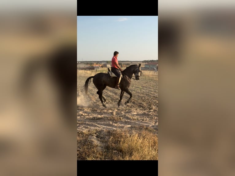 Anglo-Arab Gelding 5 years in Cuellar