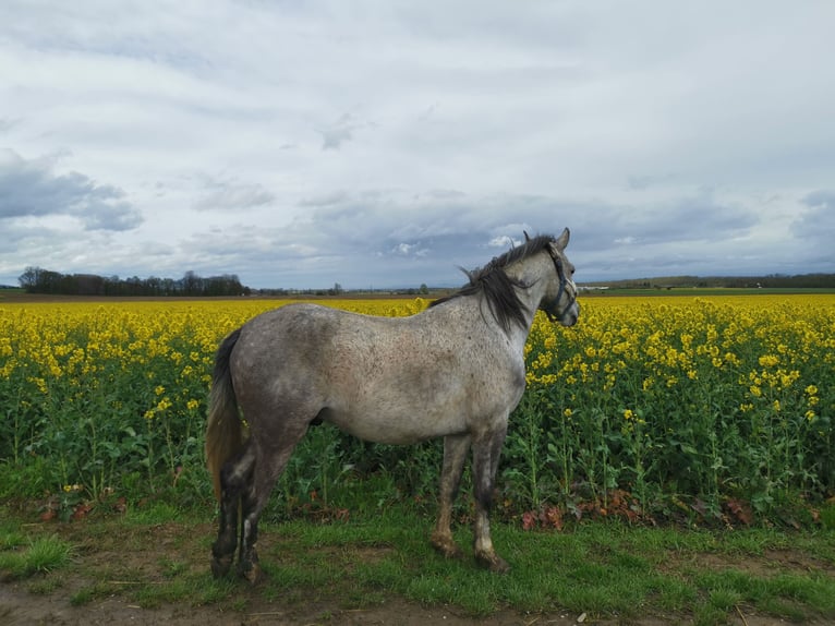 Anglo-Arab Gelding 6 years 14,1 hh Gray in Jungholtz