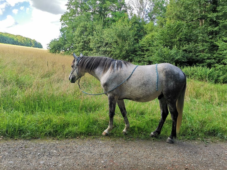 Anglo-Arab Gelding 6 years 14,1 hh Gray in Jungholtz