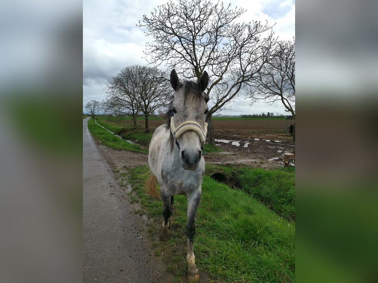 Anglo-Arab Gelding 6 years 14,1 hh Gray in Jungholtz