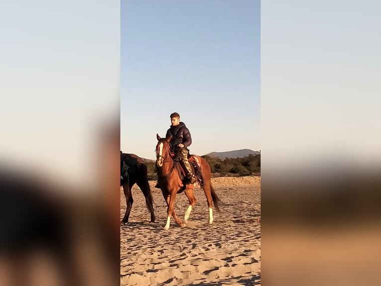 Anglo-Arab Gelding 6 years 15.1 hh Chestnut-Red in Rupecanina