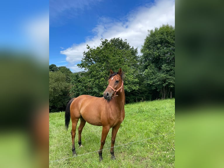 Anglo-Arab Gelding 6 years 15,2 hh Chestnut-Red in Pola De Laviana