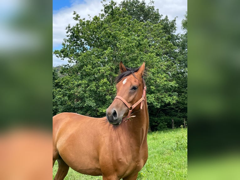 Anglo-Arab Gelding 6 years 15,2 hh Chestnut-Red in Pola De Laviana