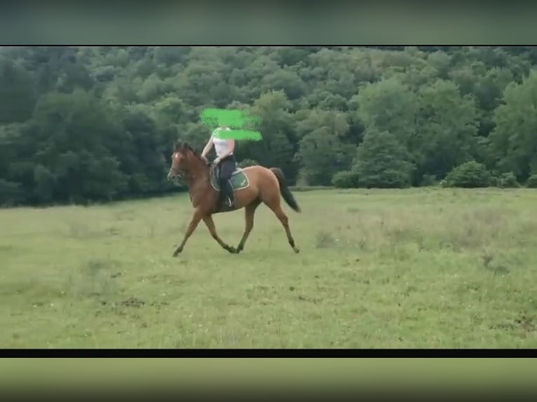 Anglo-Arab Gelding 6 years 15,2 hh Chestnut-Red in Rondiella (Llanera)