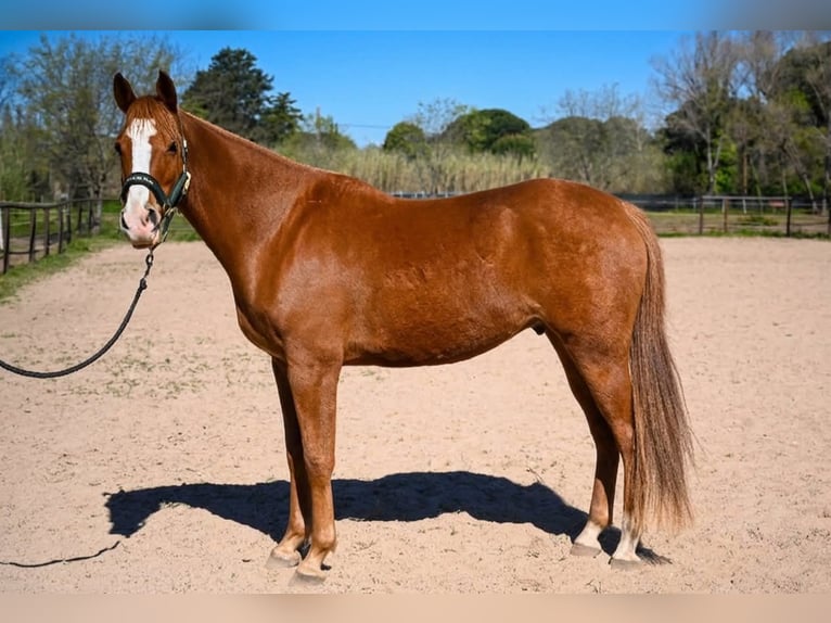 Anglo-Arab Gelding 6 years 15.2 hh Chestnut-Red in Les Adrets-de-l'Estérel