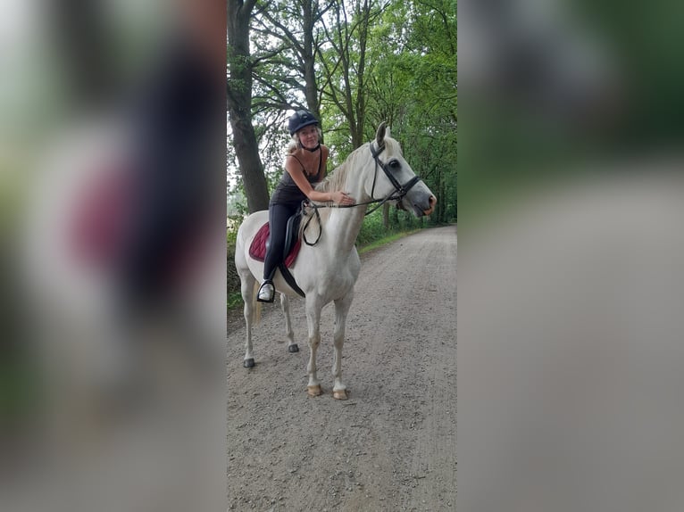 Anglo-Arab Gelding 6 years 15,2 hh Gray in Meerhout