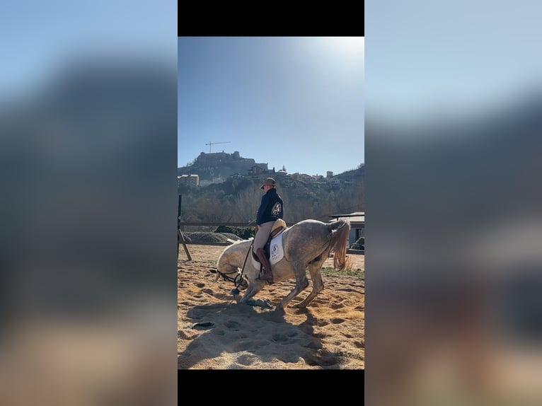 Anglo-Arab Gelding 6 years 15,2 hh Gray in Cardona