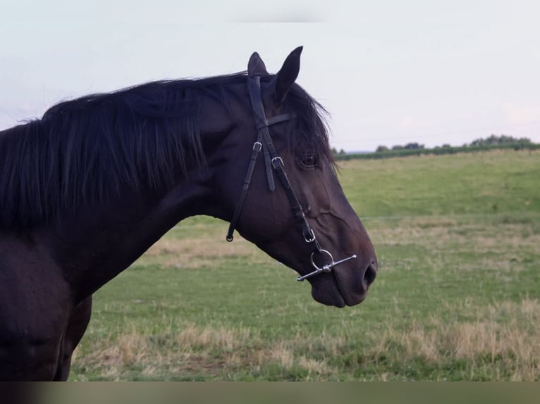 Anglo-Arab Gelding 6 years 15 hh Smoky-Black in Iwaniska