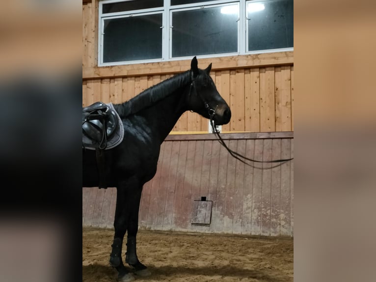 Anglo-Arab Gelding 6 years 15 hh Smoky-Black in Iwaniska
