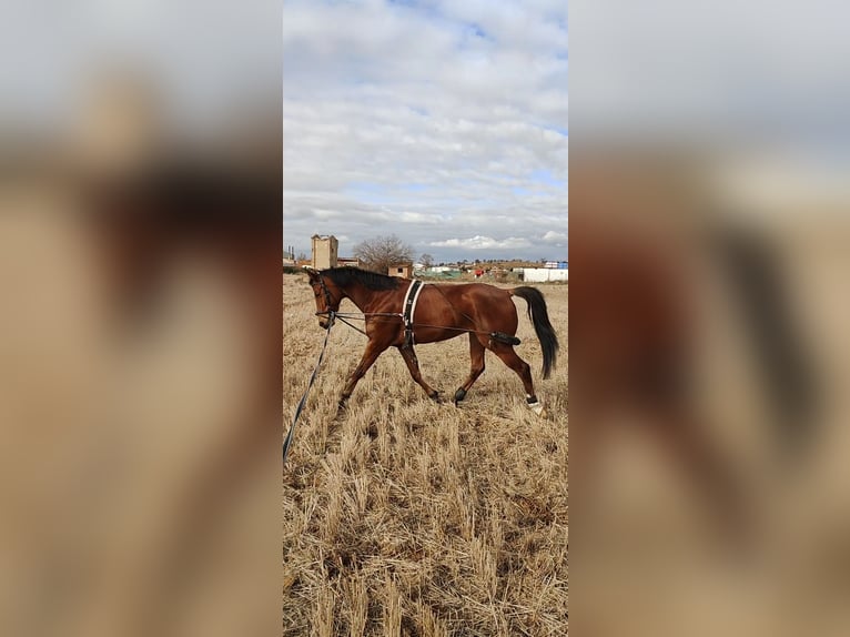 Anglo-Arab Mix Gelding 6 years 15,2 hh Brown in Alcala De Henares