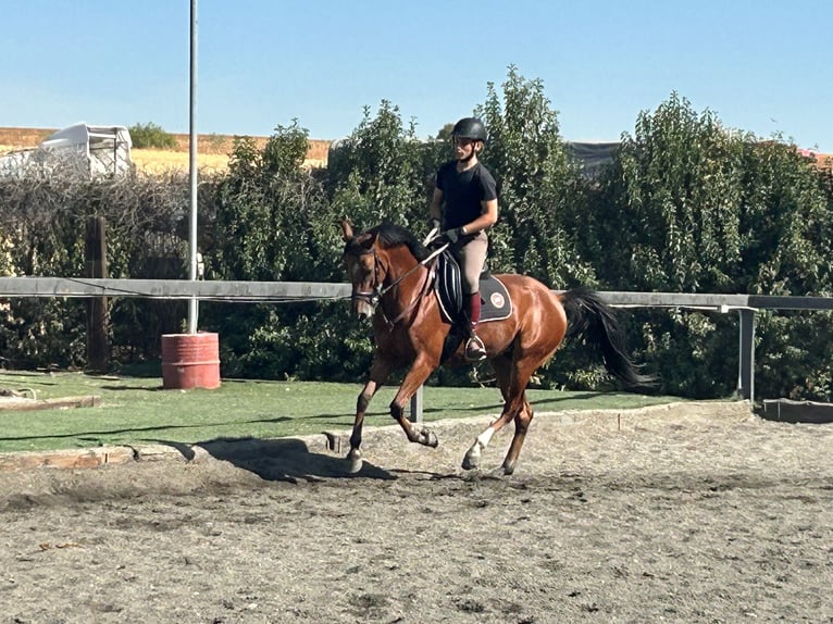 Anglo-Arab Mix Gelding 6 years 15,2 hh Brown in Alcala De Henares