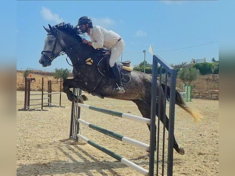 Anglo-Arab Mix Gelding 6 years 16,1 hh Gray-Dapple in Alicante