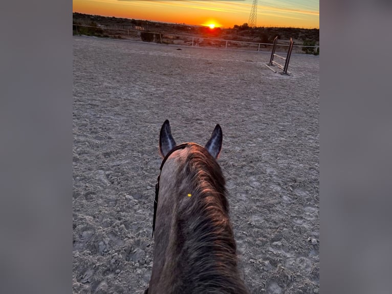 Anglo-Arab Mix Gelding 6 years 16,1 hh Gray-Dapple in Alicante