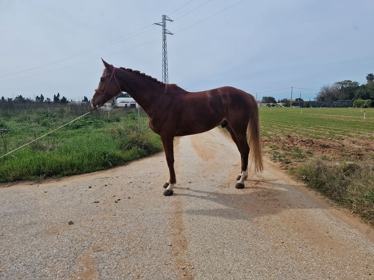 Anglo-Arab Gelding 6 years 16,2 hh Chestnut-Red in Chipiona