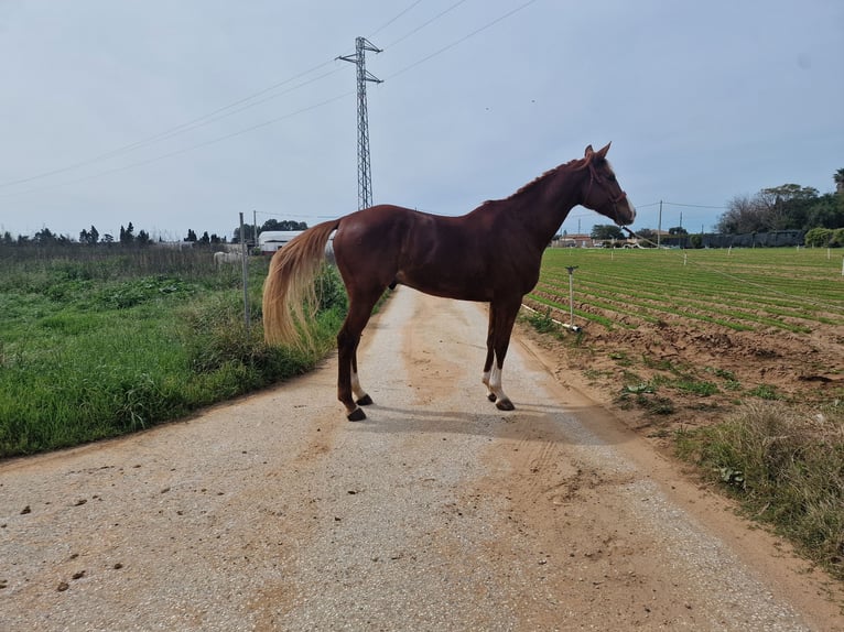 Anglo-Arab Gelding 6 years 16,2 hh Chestnut-Red in Chipiona